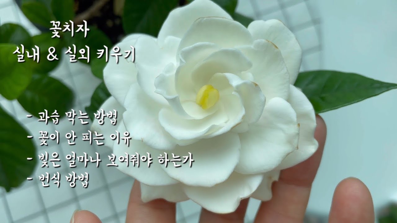꽃치자 키우키 총정리이자 실내에서 키우는 식물 전반의 이야기, 이것만 알아도 이제 스스로 판단 할 수 있습니다