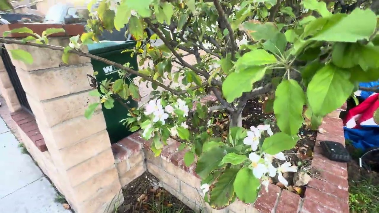 Guess what kind of flowers 