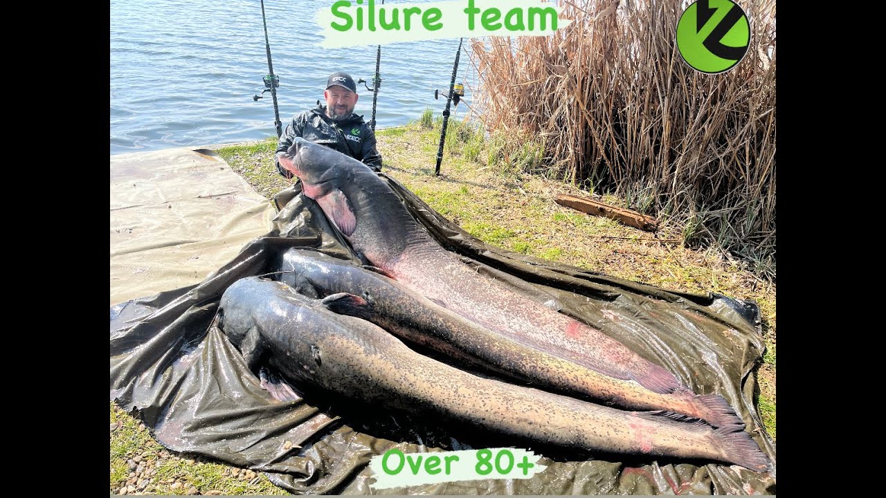SOMN 80+KG SILURE TEAM LA TANCABESTI.ZECK FISHING