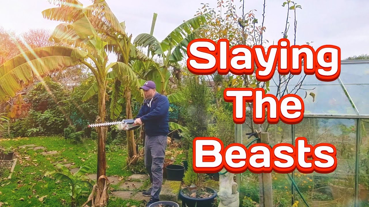 How to Winterize Banana Trees | Slaying the Beasts | Chop, Wrap &Alien Help! #allotment #musabasjoo