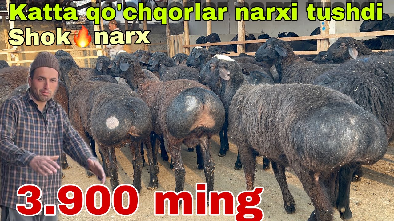 👉 Qo‘chqor Narxi Portladi! 3.900 mingga Ham Bor 😱SHOSHILING🔥Ravshanbek aka narxni yorvordi