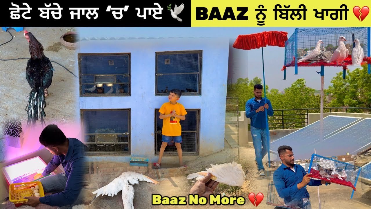 ਅੱਜ ਛੋਟੇ ਬੱਚੇ ਜਾਲ ‘ਚ’ ਪਾਏ 🕊️|| BAAZ ਨੂੰ ਬਿੱਲੀ ਖਾਗੀ 💔|| Aseel ਦੇ ਆਂਡੇ ਮਸ਼ੀਨ ‘ਚ’ ਰੱਖਤੇ 🥚|| #kabootar