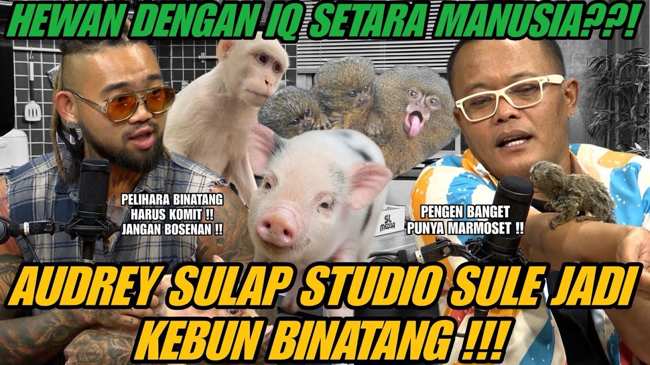 MONYET PUTIH BIKIN SULE KETAKUTAN⁉️
