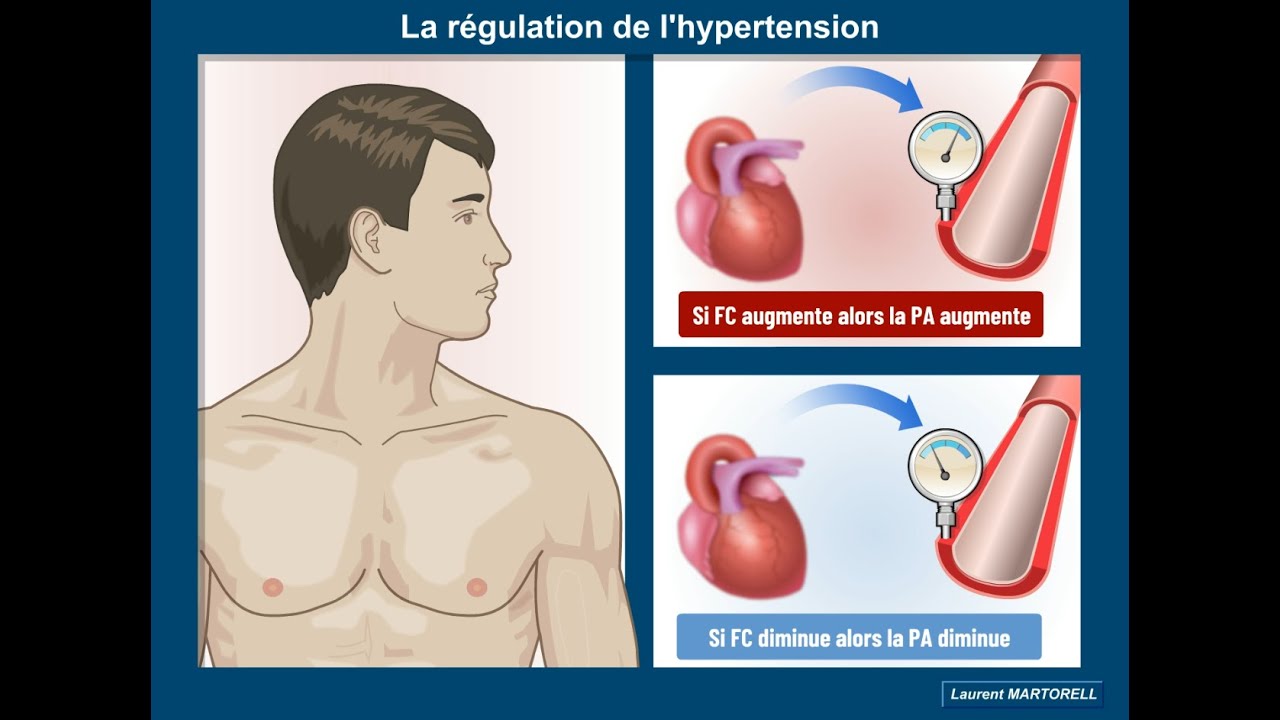 ✅ Comment l'augmentation de la pression sanguine est-elle régulée?