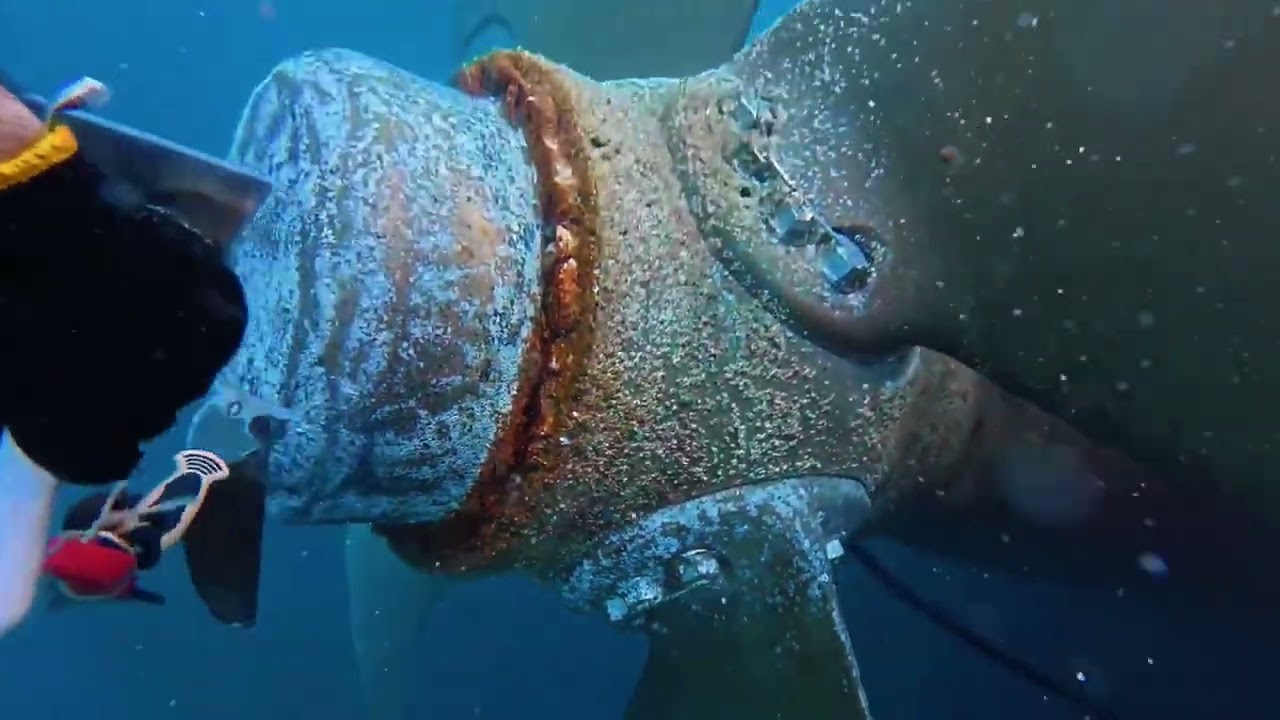 Satisfying ASMR Barnacles Removal – ASMR Cleaning Boat No Talking (1)