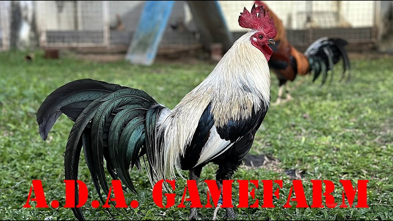 Lets Visit The Farm Of A.D.A. Gamefarm