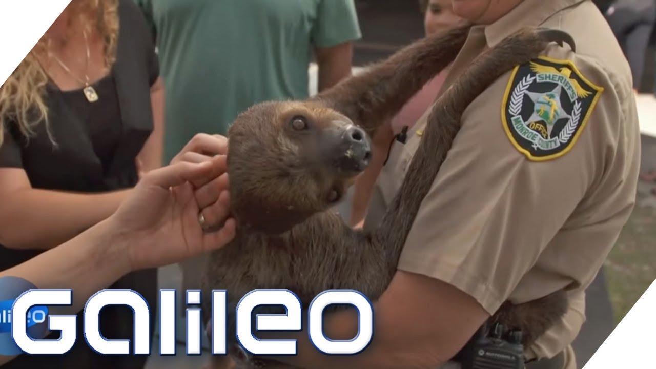 Zoo der Knackis - Der Gefängnis-Tierpark | Galileo | ProSieben