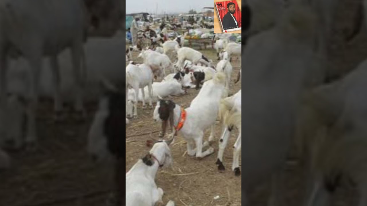 Bakra Thanda or Mota karne k Leye Formula //breeder bakra //Weight gaining Formula /Urdu and Hindi