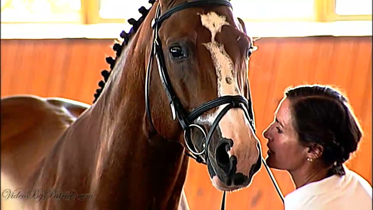 Amazing, ISR Oldenburg Stallion Inspection, Breeders Hilltop Farm, 8/27/2010
