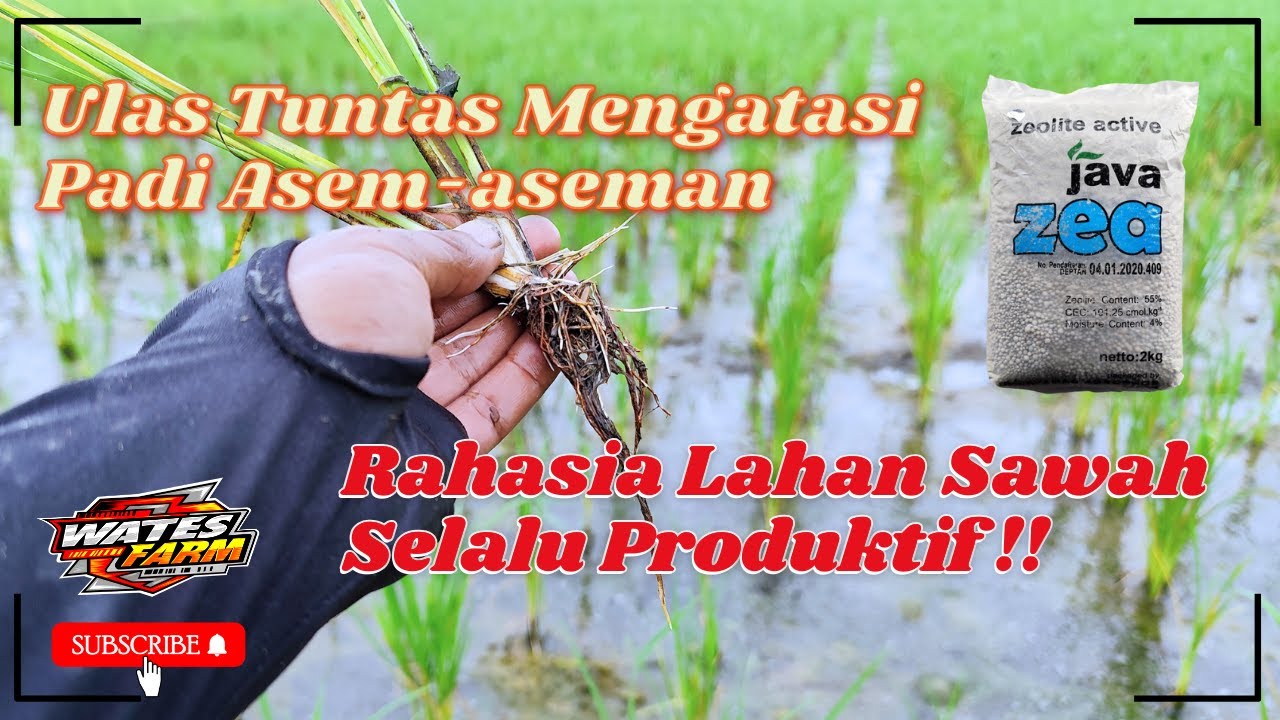 Mengatasi Padi Asem-aseman || Zeolite Aktive • Java Zea || Pembenah Tanah