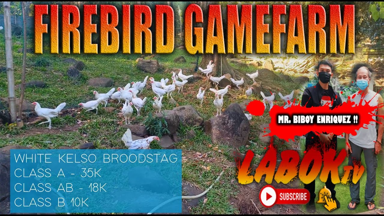 FIREBIRD GAMEFARM RANGING AREA TOUR NO. 3 | LABOK TV