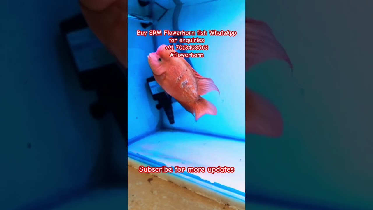 Buy SRM Flowerhorn fish in Hyderabad WhatsApp for enquiries +91 7013408563 #flowerhorn