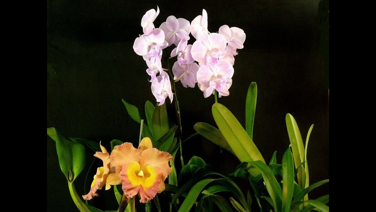 Tirando muda de orquídea – parte 01 – estilo Cattleya (simpodiais) – Carlos Keller – janeiro de 2022