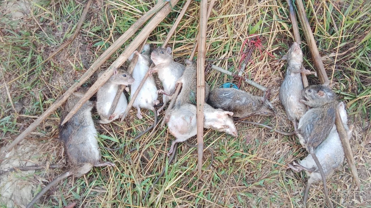 #fishing មកដល់កន្លែងមើលអន្ទាក់ទងព្រឹក(កណ្ដុរ)