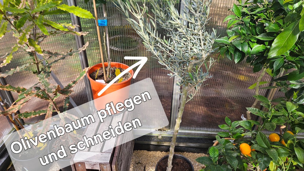 Olivenbaum schneiden, pflegen, gießen und düngen. Exoten Zuhause erfolgreich halten.