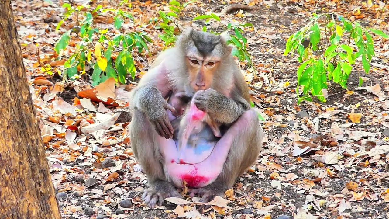 Protective Mother Monkeys in Dangerous Moments