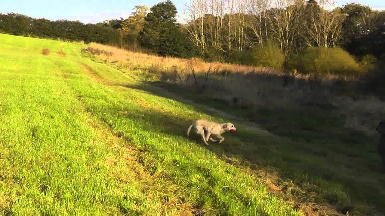 Dave Ross with Ravenshall Gundogs