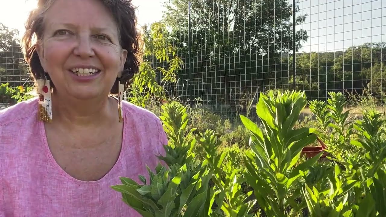 Medicinal Minute: Evening Primrose (Oenothera biennis)