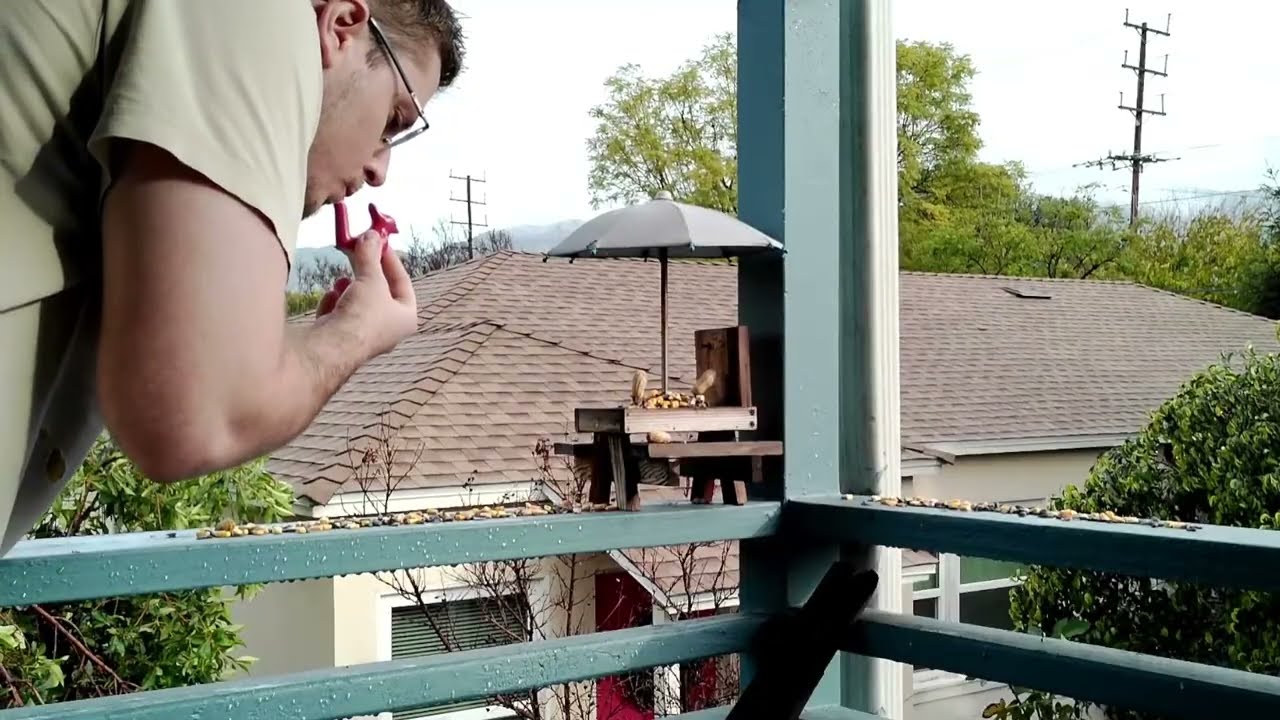 Squirrel Feeder LIVE | Nature TV | Wildlife Stream | ASMR for Pets | 1080p