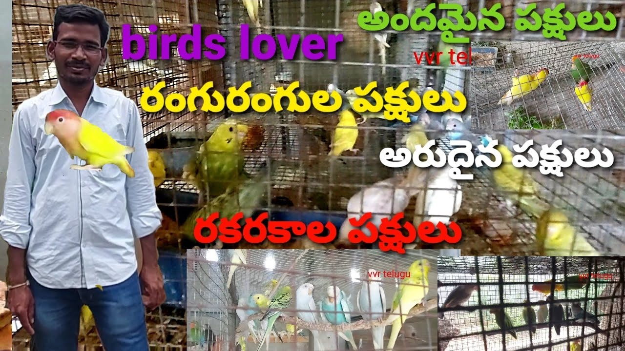 రంగురంగుల పక్షులను 15 సం॥లు నుండి పెంచుతున్నాను | aviculture farming | birds raising | vvr telugu