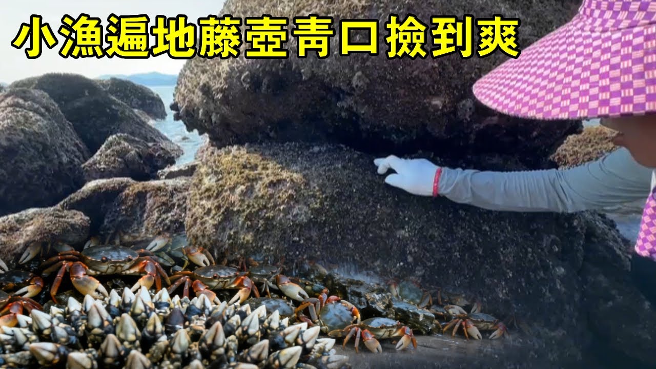 小漁發現神秘無人島，遍地藤壺青口撿到爽，竟還收穫滿桶螃蟹海螺【漁小仙】