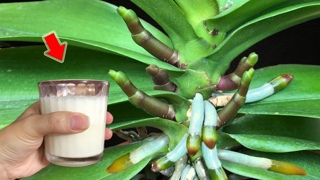 The Strongest Organic Fertilizer! Weak Orchids Bloom Crazy, Healthy Roots!
