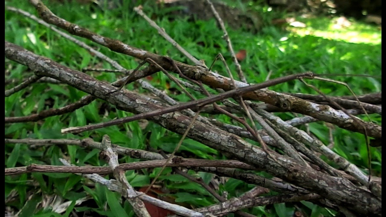 Phasmatodea ( Stick insect )