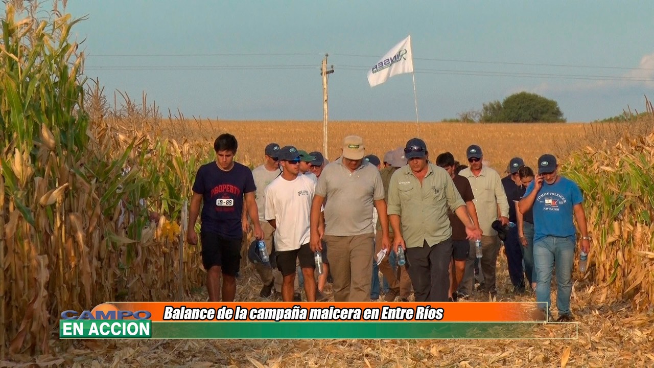 Balance de la Campaña Maicera en Entre Ríos -  Mario Doce