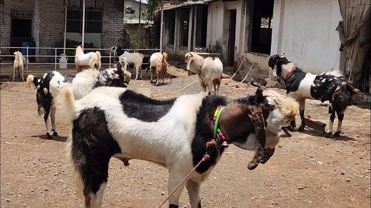 Sabse Bada Kota Goats Collection At Al Maidah Goat Farm | Raees Chachu Ke Shandaar Andul.