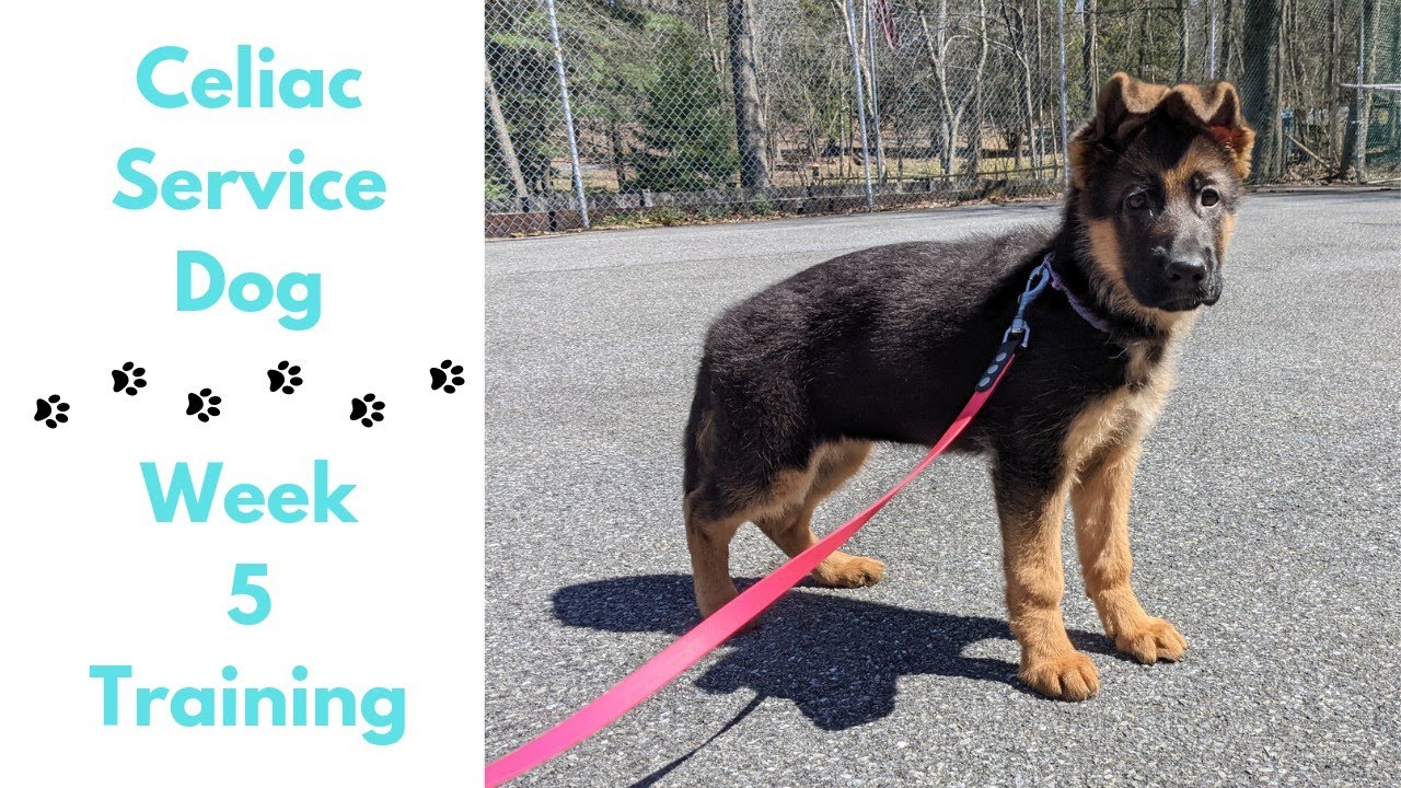 Celiac Service Dog Training Week 5 | German Shepherd Puppy
