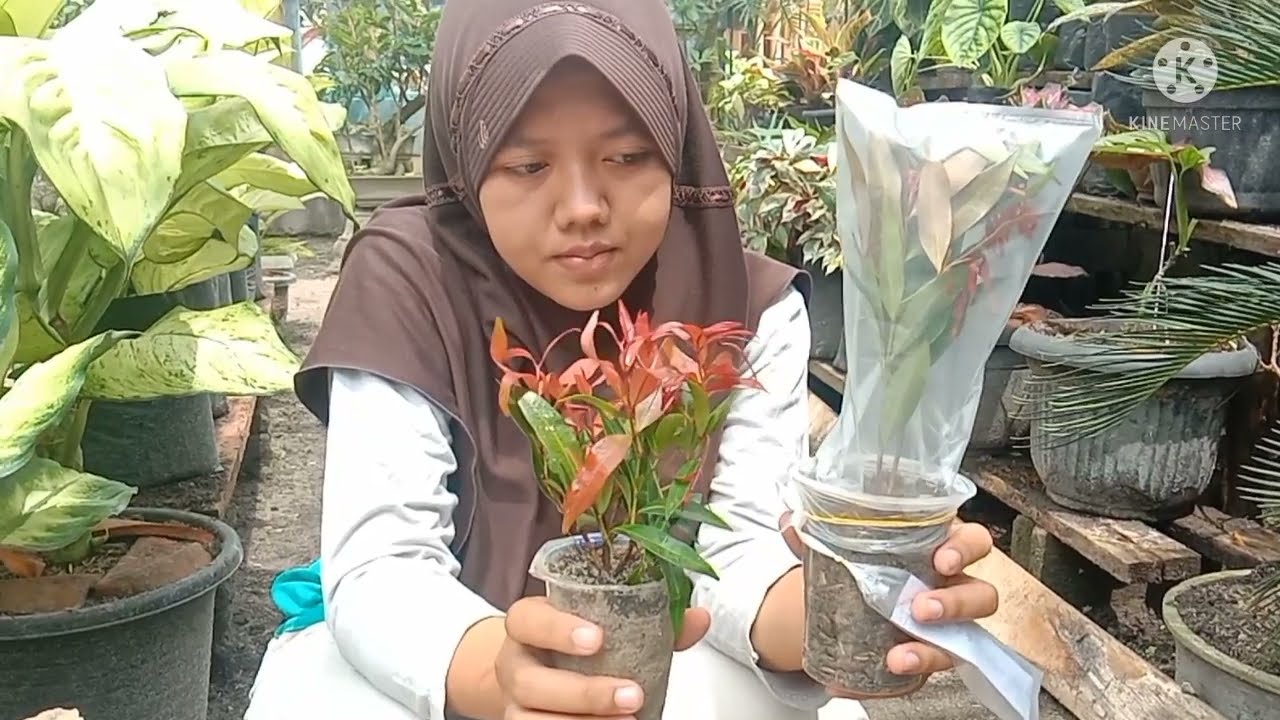 CARA STEK PUCUK MERAH || Dengan tehnik Sungkup hasilnya bisa maksimal || Mudah