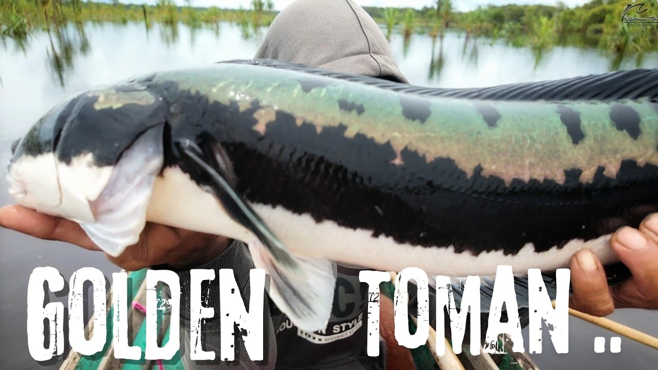 SALAH SATU SPESIES PALING DICARI PARA KOLEKTOR IKAN HIAS , TERNYATA MUDAH DITEMUKAN DITELUK INI 🥰😍..