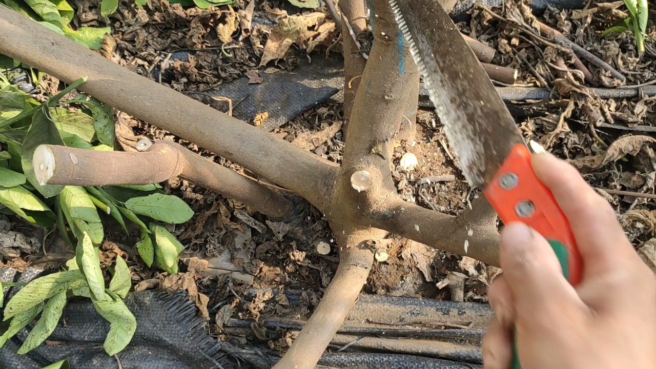 好吃丰产的芭劳奈无花果如何修剪？老牛分享3个小技巧，轻松搞定