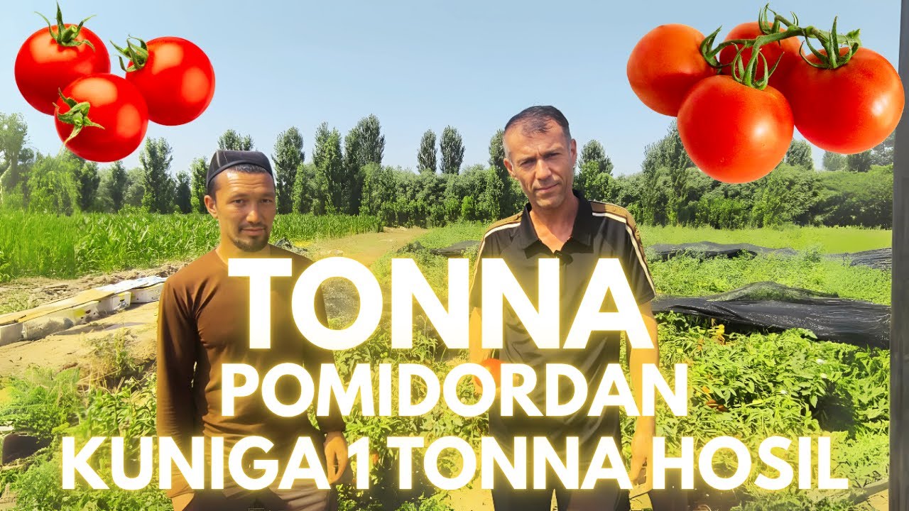 Тонна памидордан кунига 1 тонна хосил.