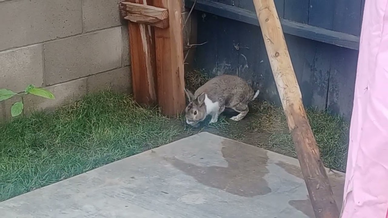 Conejo blaz a donde vaz