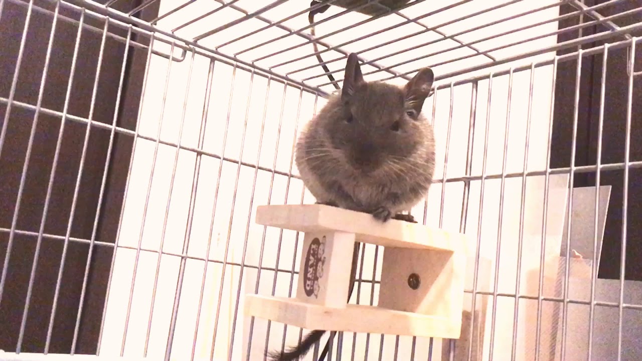 Degu singing