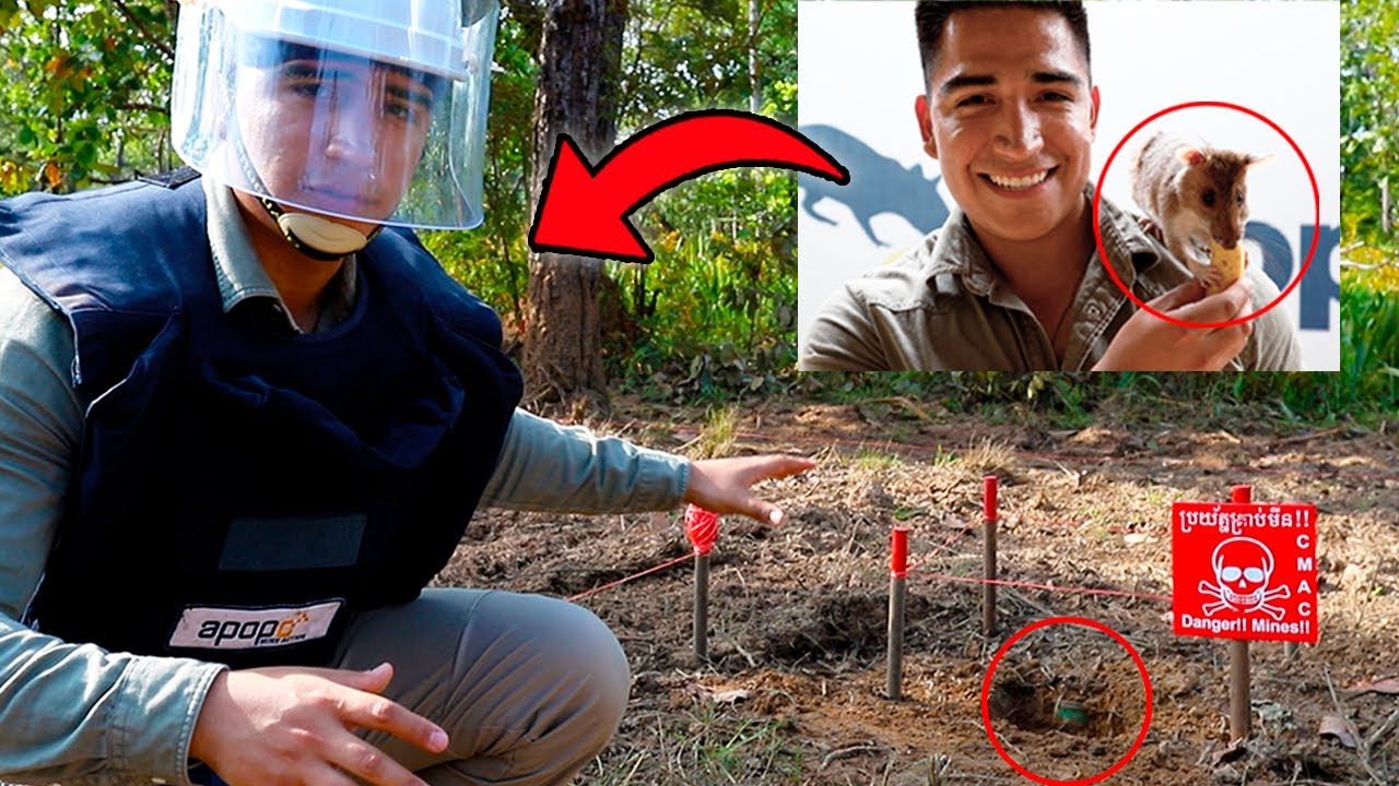 CAMPO MINADO con RATAS GIGANTES en Camboya 🐀💥 APOPO