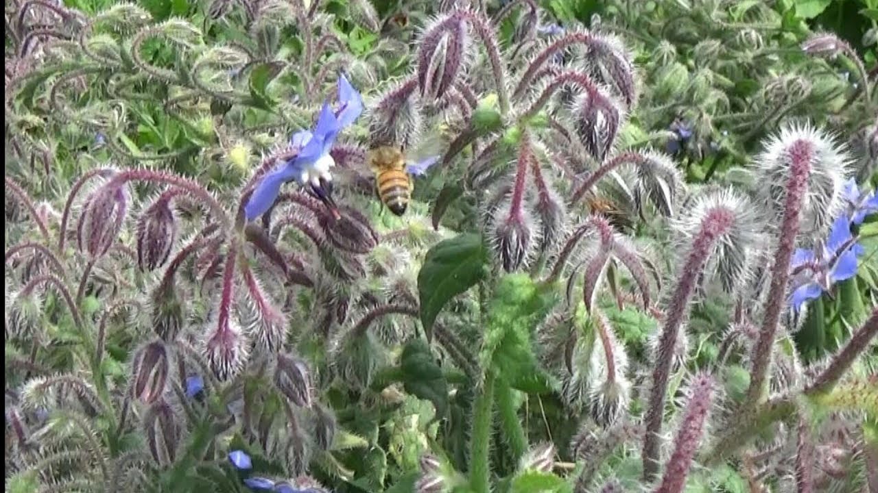 Tutela api: come ospitarle in parchi e giardini e come accarezzarle