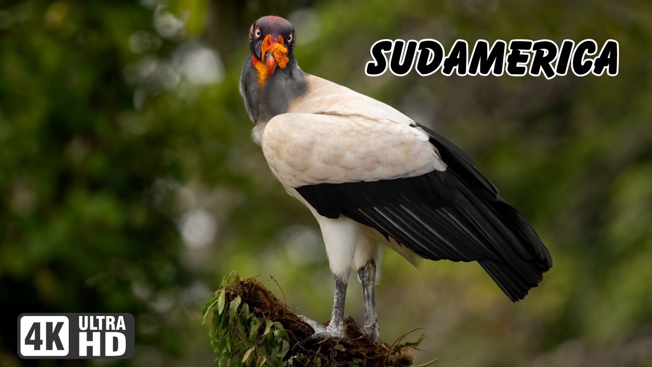 AMERICA DEL SUR:Tierra de AVES Hermosas y Sorprendentes | Documental Completo, MEGA-EPISODIO 2.0