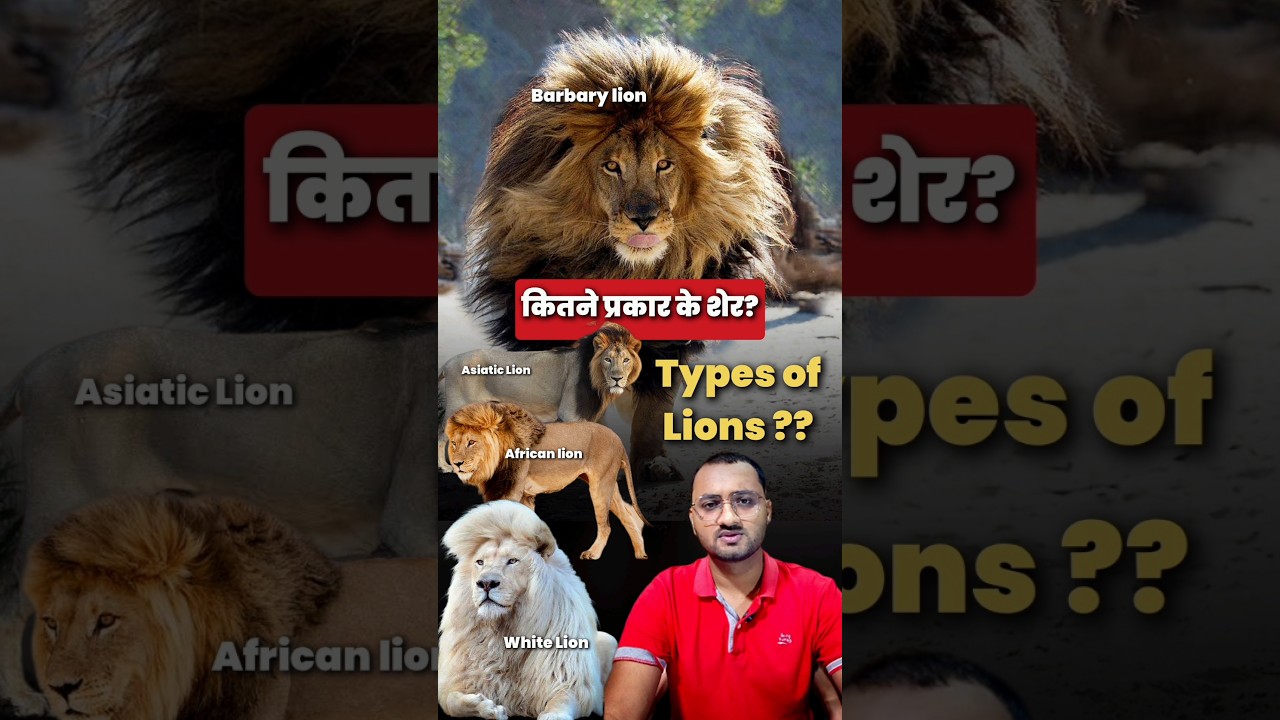 Types of Lions🦁| कितने प्रकार के शेर ? |Difference between Asiatic & African Lion|Jai & Veeru of Gir