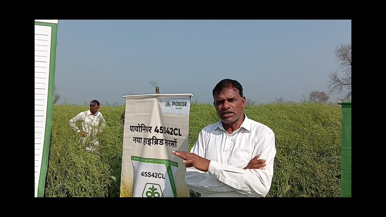 PIONEER# का मारागोजा अवरोधी किस्म का कैंप #farming #agriculture #nature #garden #villagelife #farmer