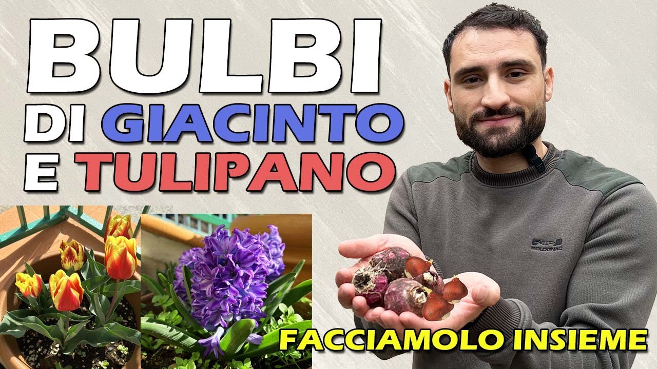 PIANTARE I BULBI DI GIACINTO E TULIPANO