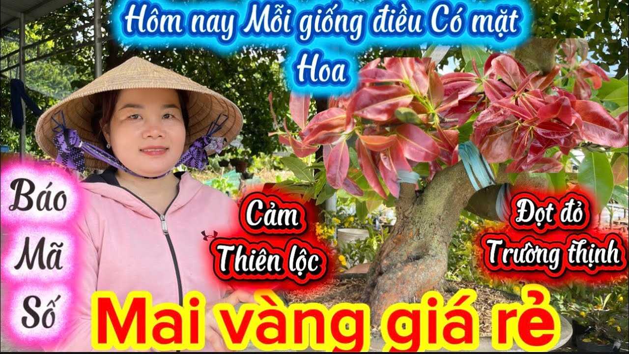 11-3-2026☎️0397 730 828👉C Vân🌲mai vàng giá rẻ 40k-báo mã số nhiều giống mới  cây có sẵn mặt hoa 