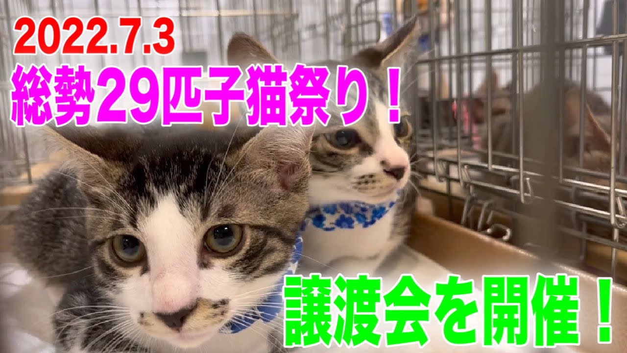 総勢29匹！子猫祭り！譲渡会の様子【Japanese cat adoption event】