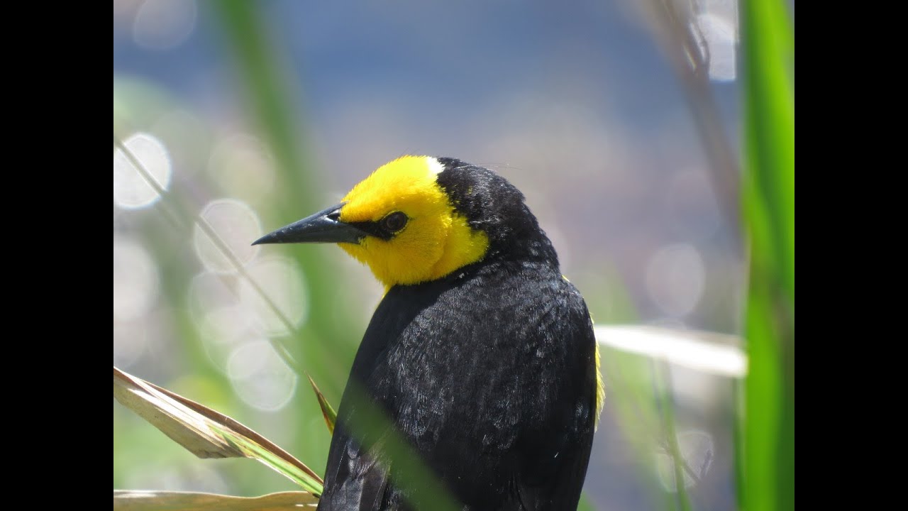 Toyota y Aves Argentinas: juntos por la conservaci&oacute;n del Noreste argentino