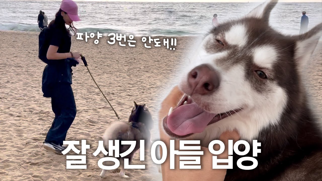 우리 가족이 되어줄래? (feat. 쵸코) l 대형견입양 l 허스키입양 VLOG l 입양일기