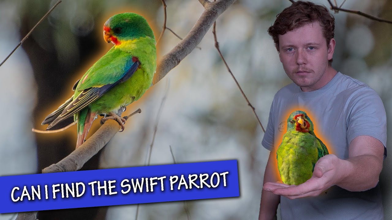 Searching for Victoria's Rarest Parrot! (The Swift Parrot Documentary)