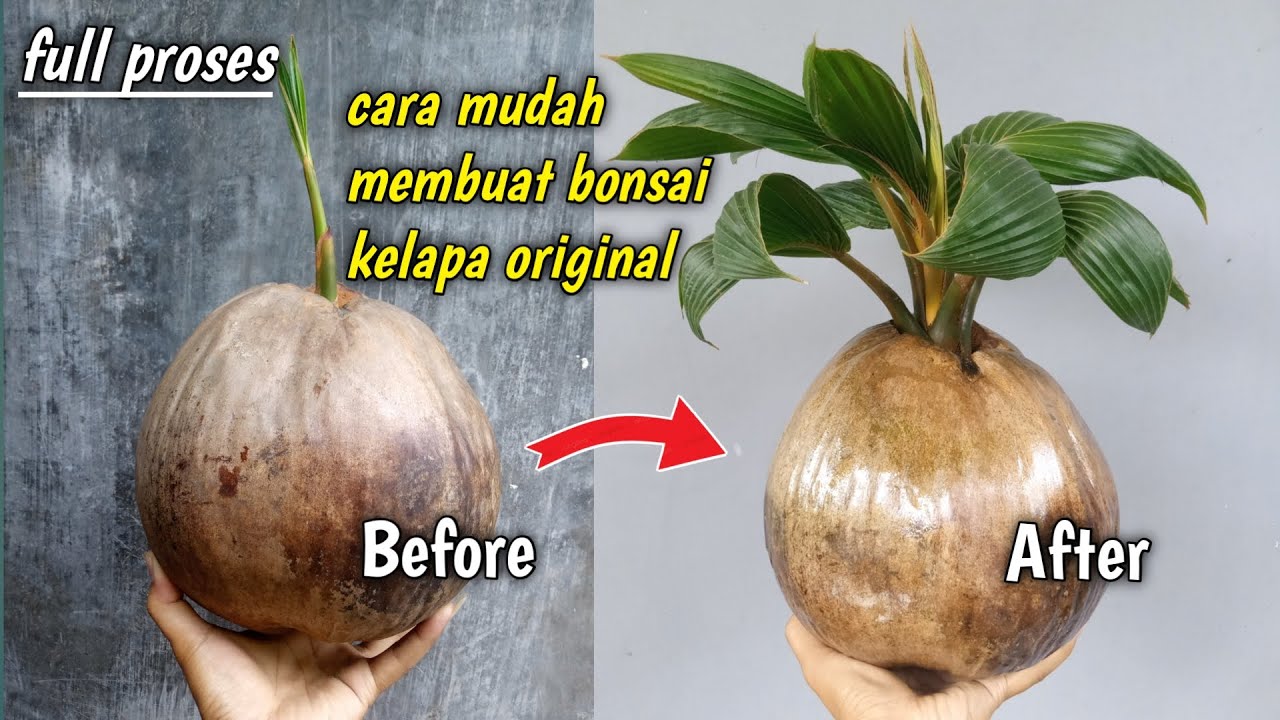 CARA MEMBUAT BONSAI KELAPA ORIGINAL DENGAN MUDAH ⁉️ How To Make Original Coconut Bonsai With Easy