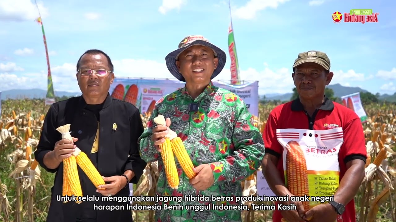 Acara Panen Raya Betras 1 merek Bintang Asia di Jenggawah Jember