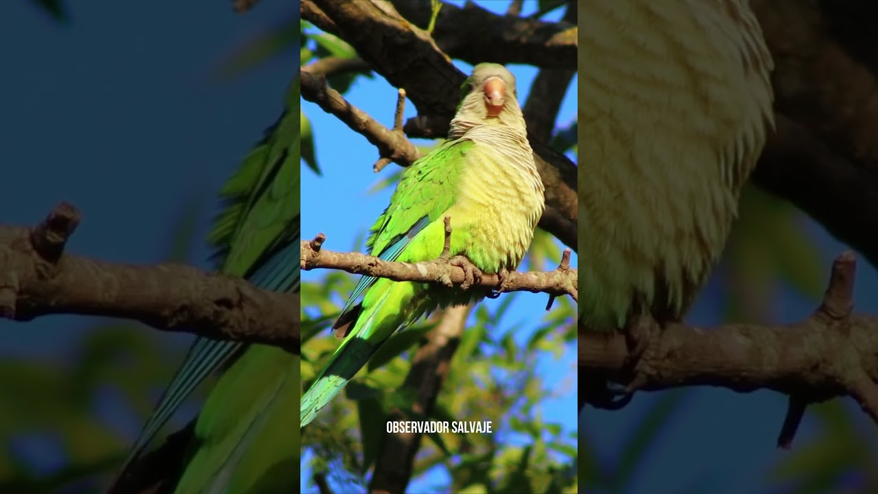 🔊Cotorra #shorts #argentina #monja #perico #cotorrita #periquito #monje #cantando #gritando